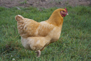 Buff Orpinton Chicken
