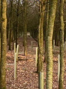 View of Deer From Huntingfield Wood