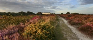 Dunwich Heath Autumn Heather