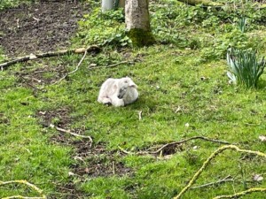 Corner Farm Spring Lamb