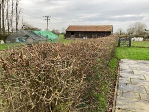 Corner Farm Hedges