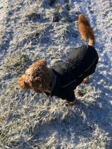Benji in the snow
