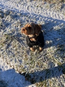 Cockapoo in Suffolk snow