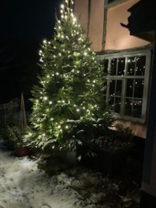 Corner Farm Christmas Tree at night