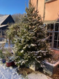 Farmhouse Christmas Tree In The Snow