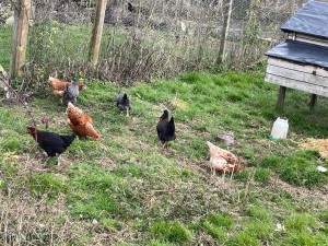 Roaming Free Range Hens