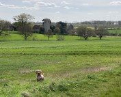 Spring Walk