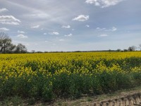Oil Seed Rape