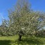 A fruit tree in full bloom with white blossoms, standing on a green lawn under a clear blue sky.
