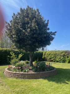 Circular brick planter with a full, rounded tree and pink tulips surrounding the base in a manicured lawn garden under a clear blue sky