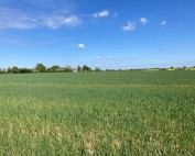 Vast rural field of green crops under a bright blue sky with a few white clouds and distant trees on the horizon.