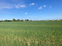 Vast rural field of green crops under a bright blue sky with a few white clouds and distant trees on the horizon.
