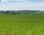 Wide green field under a blue sky with distant farms and a tree line on the horizon.