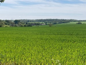 Wide green field under a blue sky with distant farms and a tree line on the horizon.