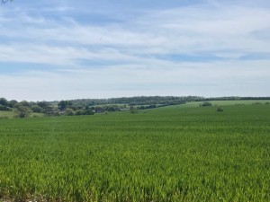 Green farmland stretching to the horizon under a blue, partly cloudy sky with distant trees and small buildings.