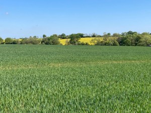 Green crop field stretching to a tree-lined horizon under a clear blue sky, with a yellow flowering field visible in the distance.